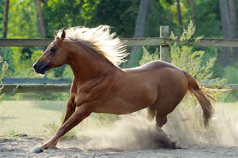quarter horse - Animal Stock Photos - Kimballstock