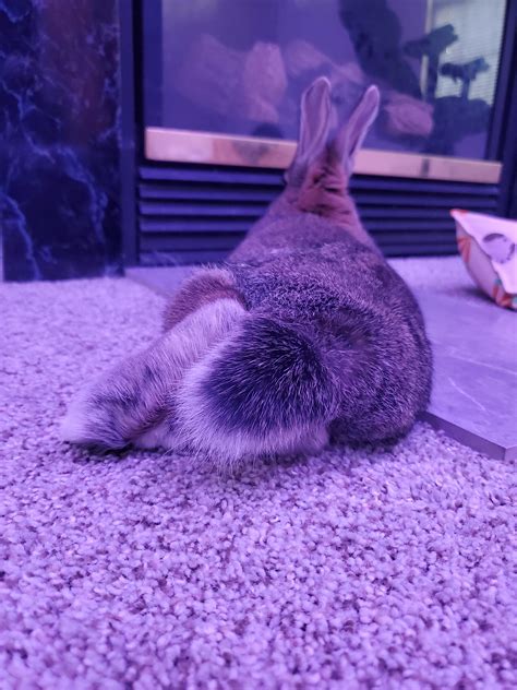 Bunny butt... that is all : r/Rabbits