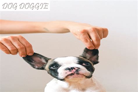 how to clean a dog's ears with infection