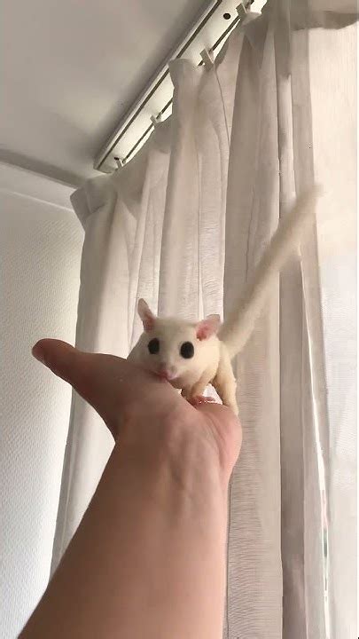 Поссум, сахарная белка летяга, Sugar glider, сахарная сумчатая летяга ...