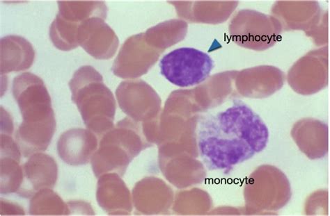13: Identification of White Blood Cells - Biology LibreTexts 
