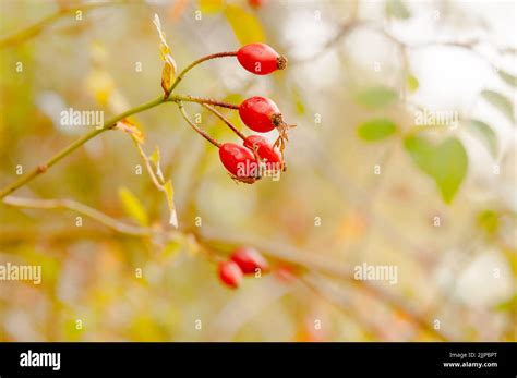 Wild rose bush hi-res stock photography and images - Alamy