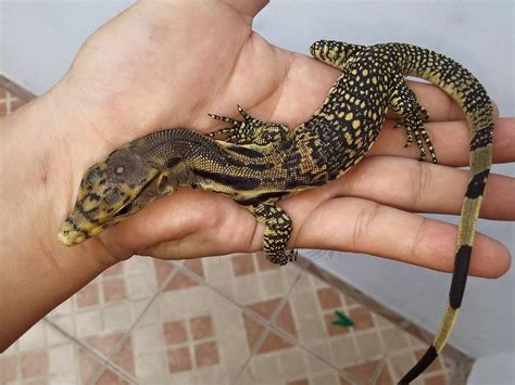 Mengenal Reptil : Varanus Salvator