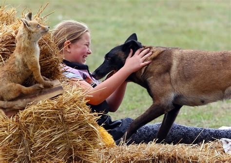 Do Dogs Whine When In Labor