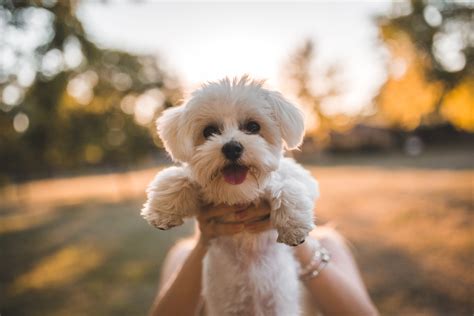 Maltese vs. Bichon Frise: Which Fluffy Friend is Right for You