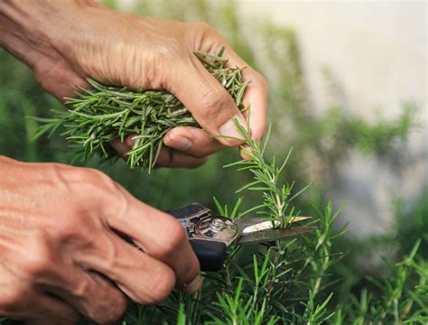how to prune rosemary 11