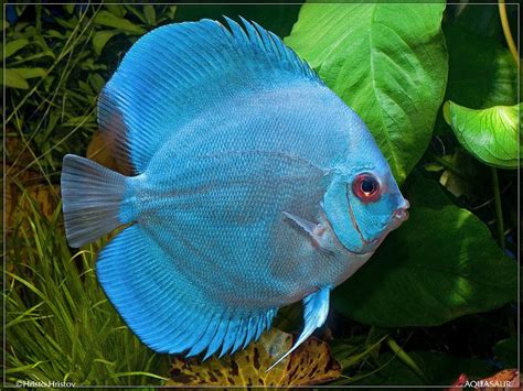 Виды и Совместимость Аквариумных Рыбок + 165 ФОТО | Discus fish ...