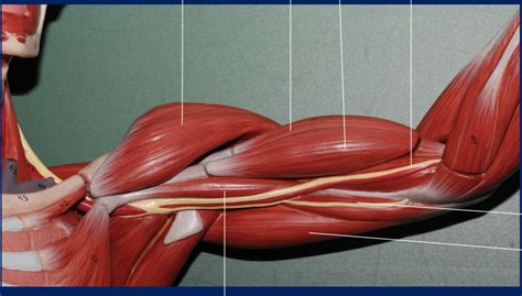 mr. expensive anterior upper arm Diagram | Quizlet