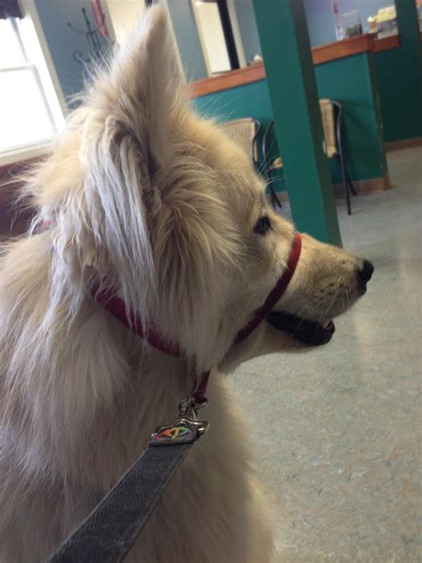 My Rotten Dogs: Vaccinations-How Often and For What?