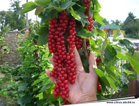 Смородина и крыжовник, черная смородина, красная смородина, белая ...