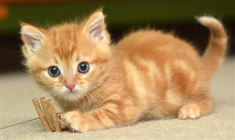Orange Kitten Wallpapers - Top Free Orange Kitten Backgrounds ...