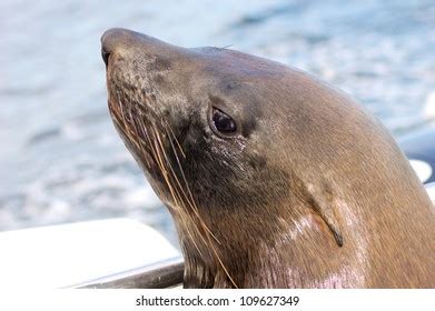 Seal Off Coast Namibia Stock Photo 109627349 | Shutterstock