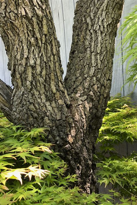 ROUGH BARK – Valavanis Bonsai Blog