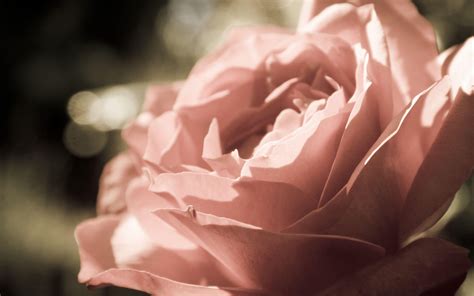 Peach Roses Wallpapers - Top Free Peach Roses Backgrounds - WallpaperAccess