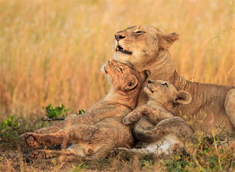 Captivating Animal Photography: Stunning Wild Life Images Unveiled - Hunter Games Magazine