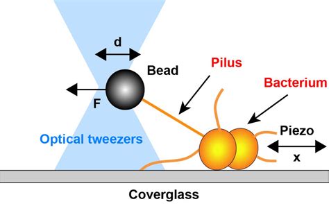 Mechanics and function of force generation by bacterial pili