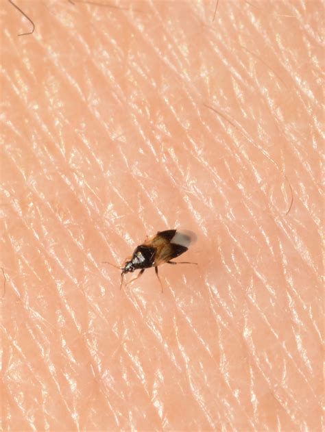 Little Black Bugs That Bite How To Distinguish 10 Bugs That Look Like