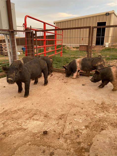LTH Tri-State... - LTH Tri-State Livestock Auction LLC