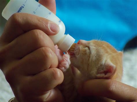 Can I Feed A Baby Kitten Regular Milk at Miles Gomez blog