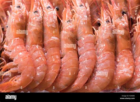 Dendrobranchiata King Prawns on ice on a market stall Stock Photo - Alamy