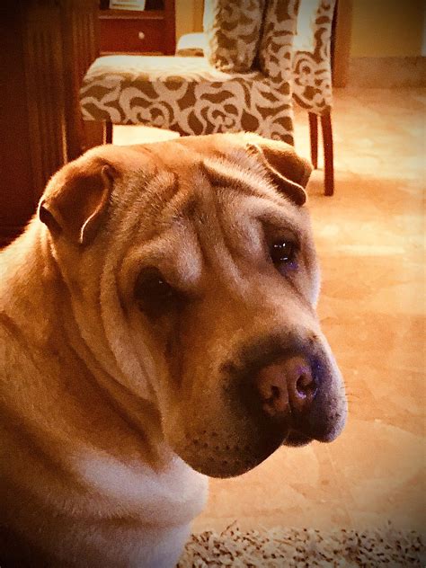 Dog Sharpei Good - Free photo on Pixabay - Pixabay