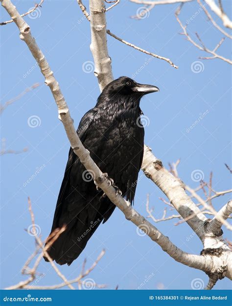 Raven Bird Stock Photos. Raven Bird Perched Close-up Profile View