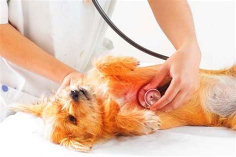 The Do's and Don'ts of Heart Worm Prevention - Banderas Pet Hospital