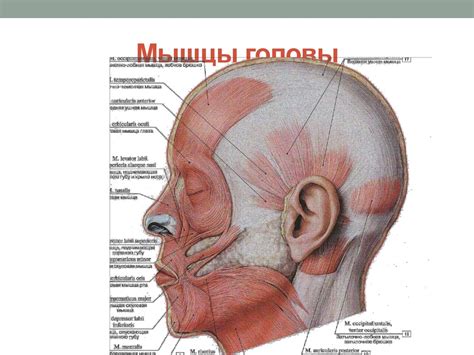 Функциональная анатомия опорно-двигательного аппарата головы, шеи ...