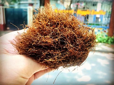 hut thuoc lao va hut thuoc la cai nao  hon