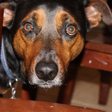can dog hiding fast 2