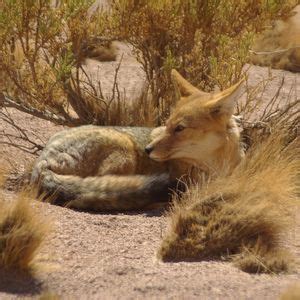 lycalopex culpaeus