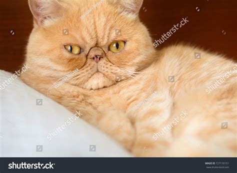 42,613 Cat flat face Images, Stock Photos & Vectors | Shutterstock