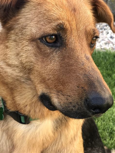 German Shepherd Rhodesian Ridgeback Mix