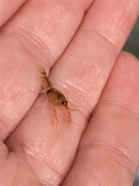 babies babies babies releasing juvenile murray crayfish  sa