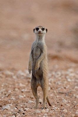 Meerkat Blank Template - Imgflip