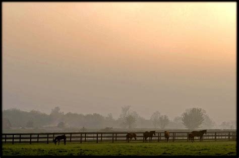 gallery grove farm stud