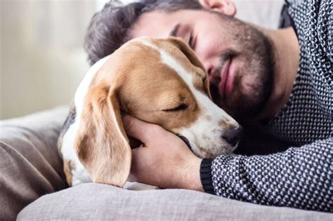 Hombre murió por una infección adquirida por lamida de perro – El Vocero