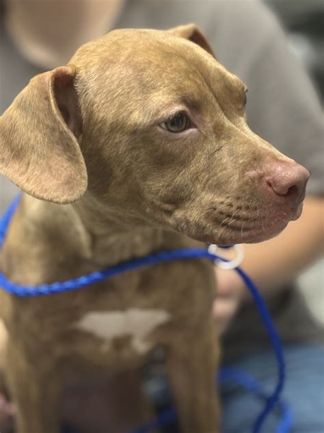 Lost & Found Registry - Delaware Office of Animal Welfare