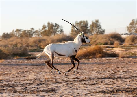 Arabisk Oryx