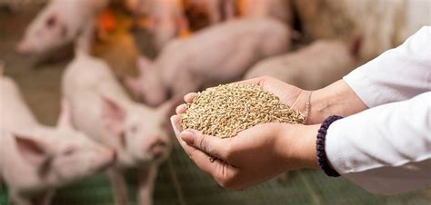 choose   feed manufacturer