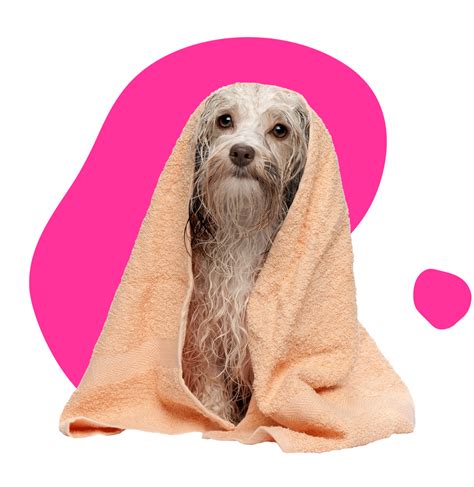 Dog Grooming Prices - Dog Grooming in St Helens