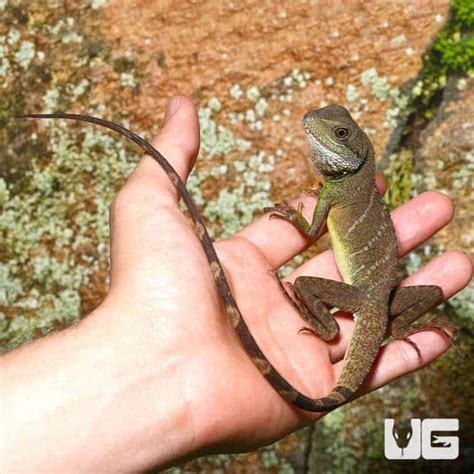Baby Chinese Water Dragons For Sale - Underground Reptiles
