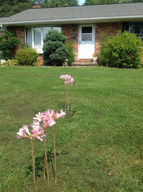 Naked Ladies facing front door | Front door, Next door, Plants