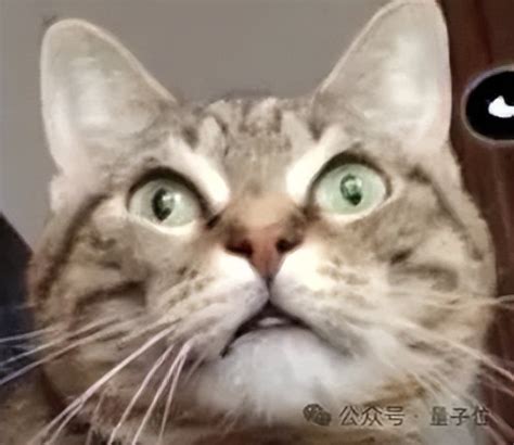 猫猫运动方程，首次被物理学家破解！ |《美国物理学杂志》正经研究 – 量子位