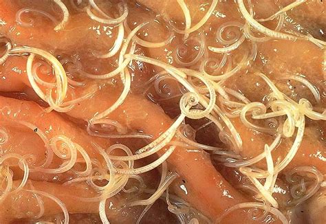 Trichuris vulpis in Dogs (Canis) | Vetlexicon