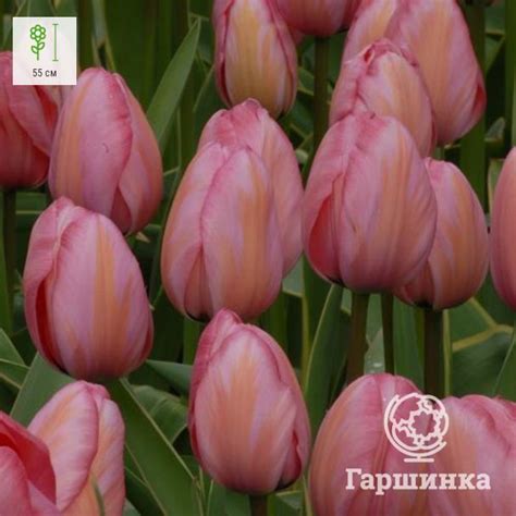Купить/заказать Тюльпан Дизайн Импрешн Дарвина 5шт в питомнике ...