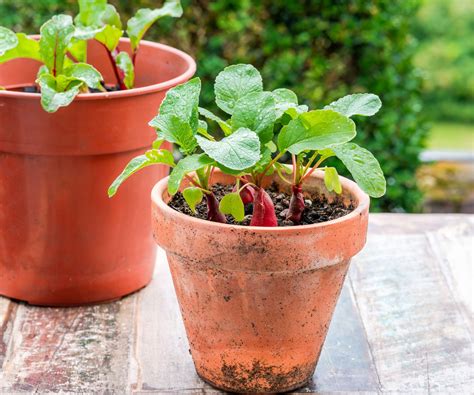 Radish Plants In A Pot