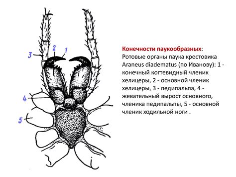 Тип Членистоногие - презентация онлайн