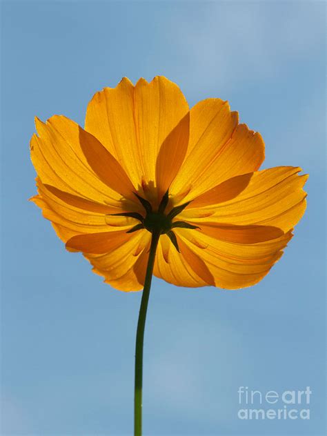 simple flower photograph  lowell monke pixels