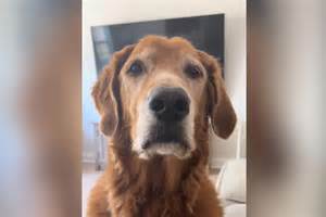 Tears over what rescue golden "left outside" for 10 years does at bedtime